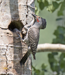 Northern Flickers 8393
